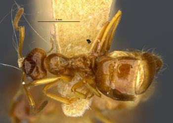 Media type: image;   Entomology 21679 Aspect: habitus dorsal view